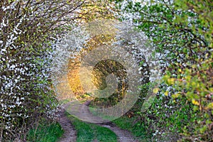 Countryside rural forest path in spring time