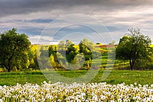 Countryside rural landscape in spring