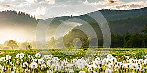 Countryside rural landscape in spring