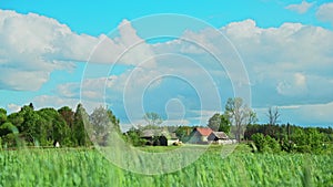 Countryside Rural Wheat Field Meadow Landscape And Old Wooden House In Russian Village. Summer Sunny Day. Scenic Sky