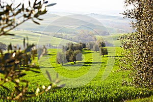 Countryside, San Quirico dÂ´Orcia, Tuscany,