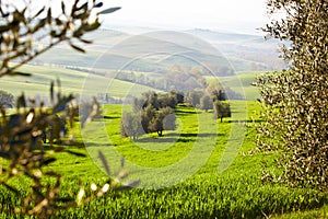 Countryside, San Quirico dÃÂ´Orcia, Tuscany, photo