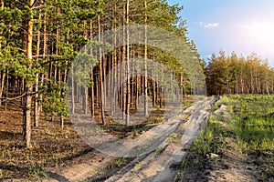 Countryside sand dirt road on edge of conifeous forest or pine woodland at nature national park on warm sunny summer