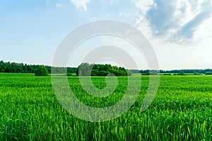 Countryside scape. Green field and forest horison line