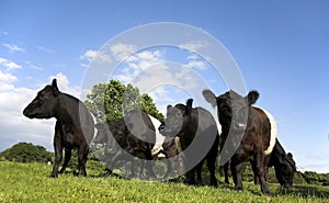 Countryside scene with Belted Galloway cattle