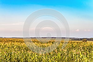 Countryside scene with a field green with growing corn stalks