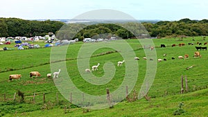 Countryside scene with sheep, llamas and cows in a farm field, campsite tents in background and river in distance