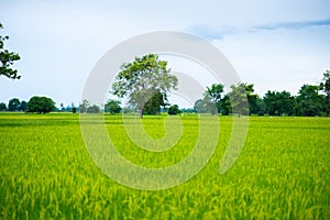 Countryside scenery of rice field