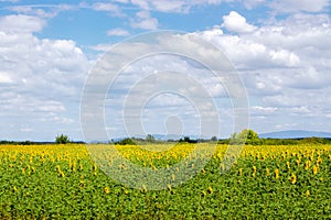 countryside scenery with sunflower field