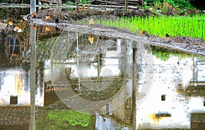 The Countryside scenery of Wuyuan ancient village