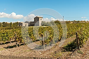 Countryside Sicilian landscape with the vineyards of the Campobello of Licata in province of Agrigento
