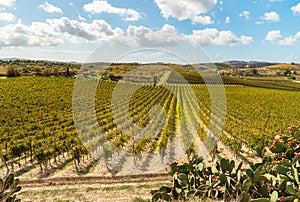 Countryside Sicilian landscape with the vineyards of the Campobello of Licata in province of Agrigento