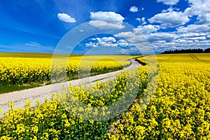 Countryside spring field landscape with yellow flowers - rape.