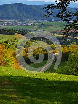 Countryside in spring