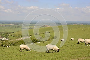 Countryside at Steyning. Sussex. England