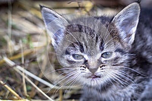 the countryside. in a straw a kitten of a gray color. shallow depth of field