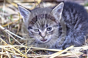 the countryside. in a straw a kitten of a gray color. shallow depth of field