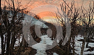 A countryside street runs through apple orchards in snowy Winter