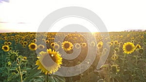 Countryside summer blurring landscape, Sunflower field during sunset