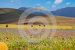 Countryside in summer with fields of wild flowers