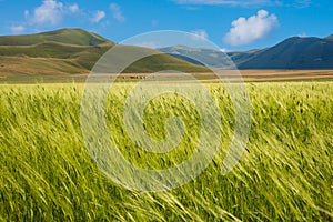 Countryside in summer with green fields