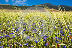 Countryside in summer with green fields