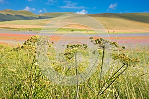 Countryside in summer with green fields