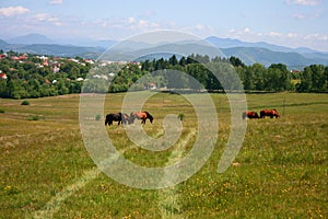 Countryside summer landscape with grazing horses