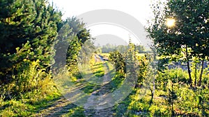 Countryside summer nature landscape with agricultural field, road in forest at sunset. Green grass, trees, flowers. Tranquil rural