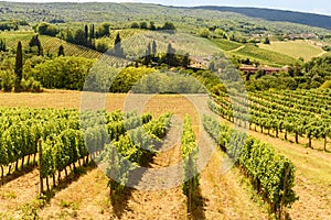 Countryside in the summer with vineyard