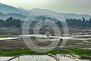 Countryside tarnish framing rice field with mountain background at morning