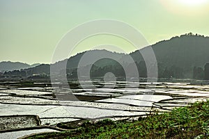 Countryside tarnish framing rice field with mountain background at morning