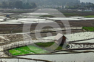 Countryside tarnish framing rice field with small resting hut at morning