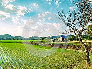 countryside of Thailand a wide angle scence of rice field front of mountain over blue sky with white clouds