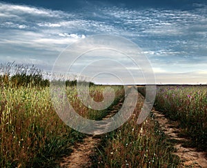 Countryside tracks