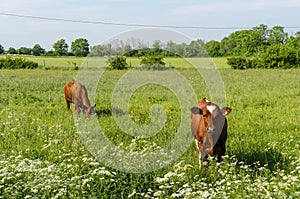 Countryside tranquil scene with two young cows