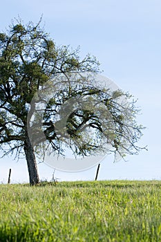 Countryside tree on grass lawn with mistletoes