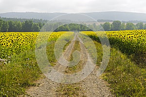 Countryside in Tuscany