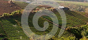 Countryside vegetable field at Kundasang, Sabah, Malaysia, Borneo