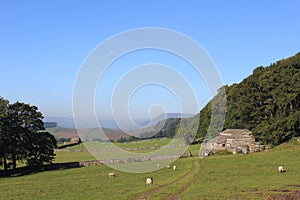 Countryside view, sheep in fields Yorkshire Dales