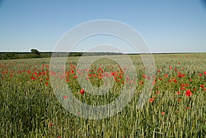 Countryside view of wheat field with red poppy flowers.