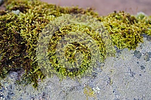 Countryside Village Wall Moss Growing On Saddleworth Moor Pennines In Manchester