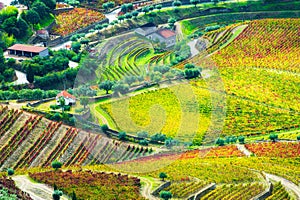 Countryside with vineyards in Douro river valley in Portugal