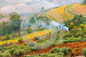 Countryside with vineyards in Douro river valley in Portugal