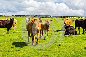 Countryside Wales. Fields and meadows