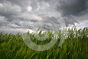 Countryside with wheat field and ominous stormy sky