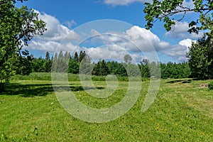 countryside yard with trees and green foliage in summer