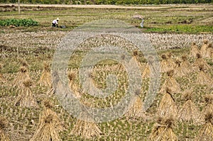 Countrywoman working in the field on background of straw sheaves