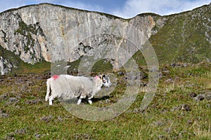 county of Donegal, Ireland - september 15 2022 : Slieve League
