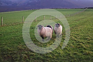 Three sheep& x27;s on green grass over Croagh Patrick mountain